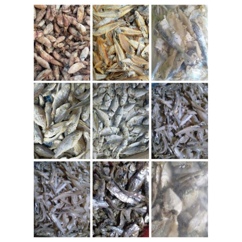 

aneka ikan teri