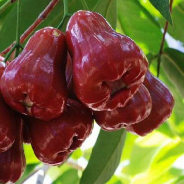 Bibit Jambu Air Citra Merah Super Manis Okulasi Cepat Berbuah (Jaminan Original)