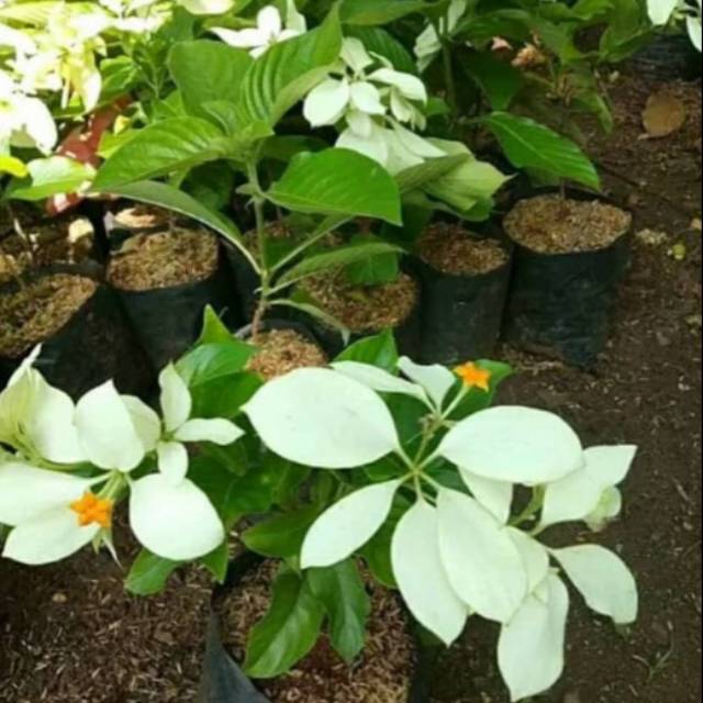 Tanaman Hias Nusa Indah Bunga Putih - Tanaman Nusa Indah