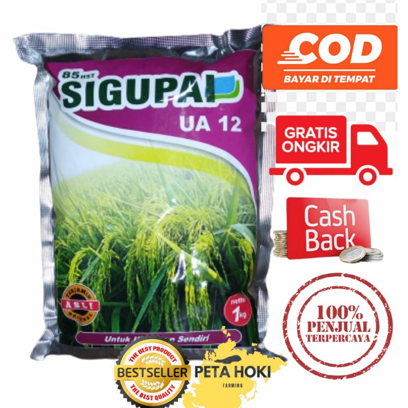Benih padi sigupai UA 12 bibit padi sigupai