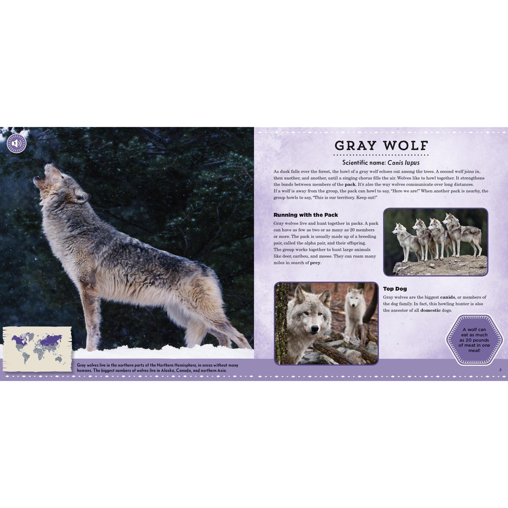 Buku Anak BBW Calls of the Wild: Nighttime Animals Hardcover