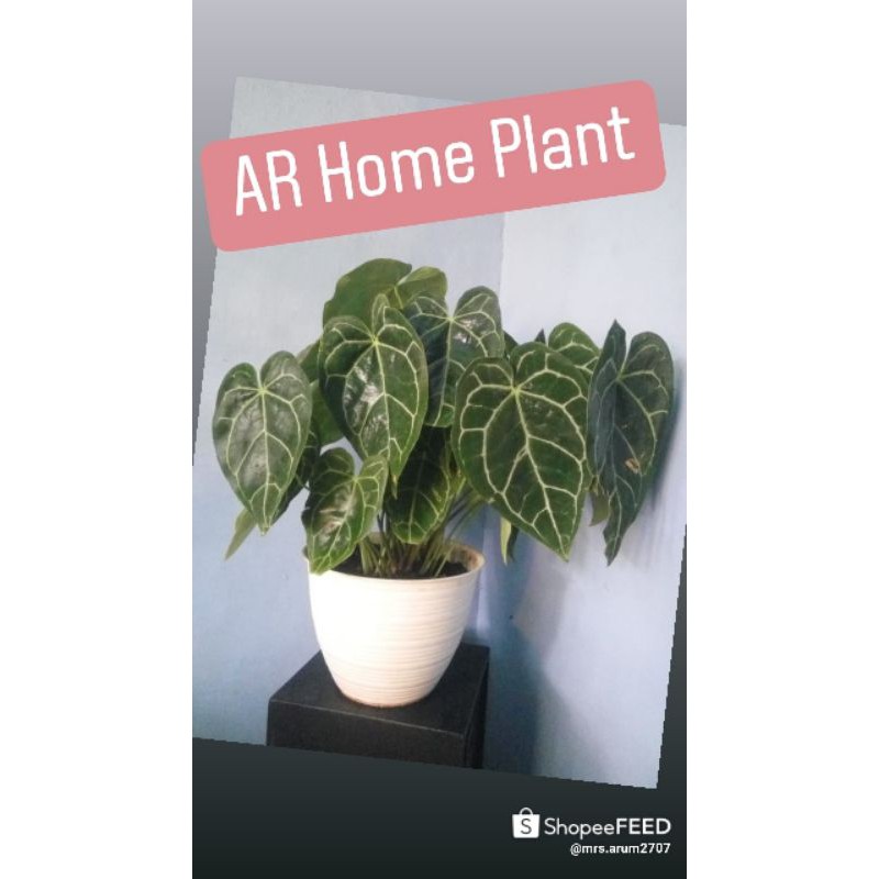 anturium kuping gajah