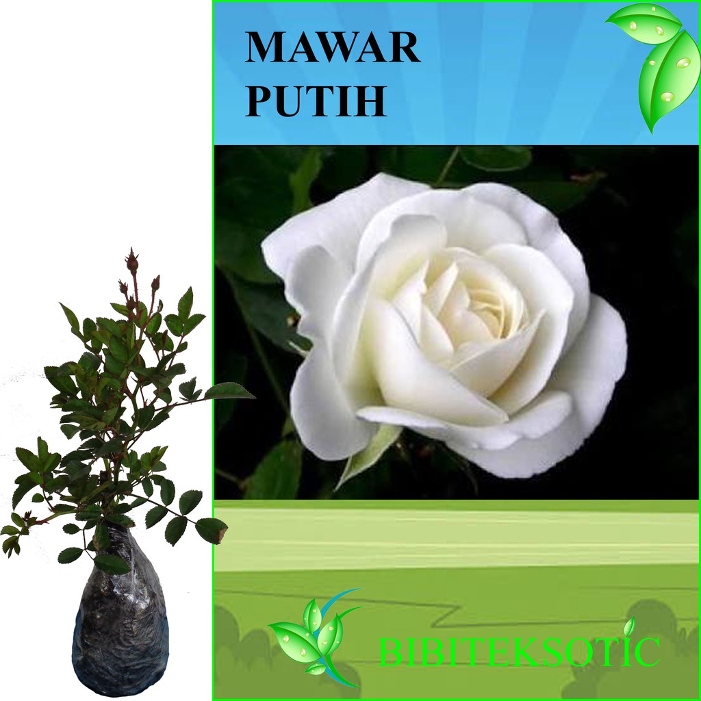 Tanaman Mawar Putih