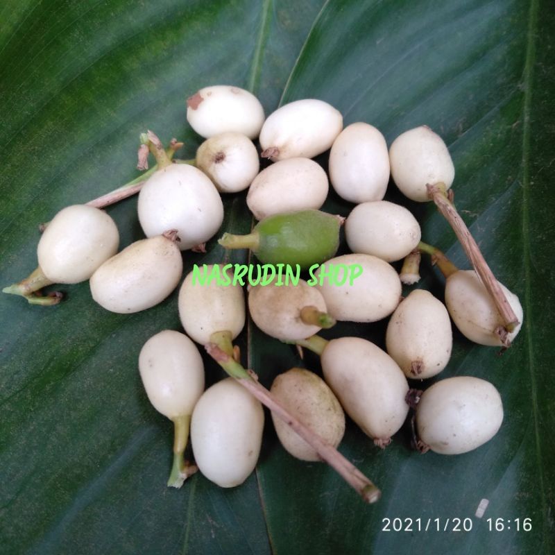 

BUAH BEMBAN / BUAH BANGBAN / BUAH BAMBAN OBAT CUCI DARAH LANGSUNG PETIK