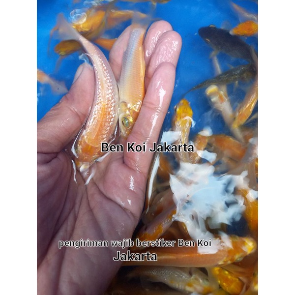 ikan koi ogon penjinak karasi hariwake