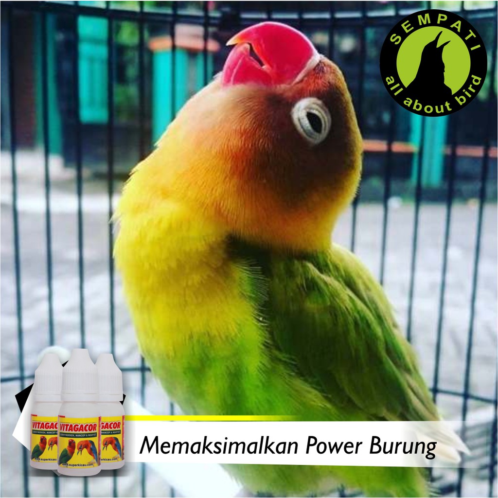 Vita Gacor Super Kicau Vitamin Burung Meningkatkan Rajin Bunyi