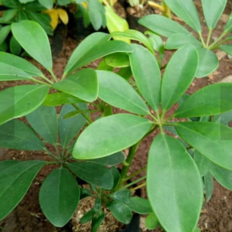 pohon hias wali songo hijau.