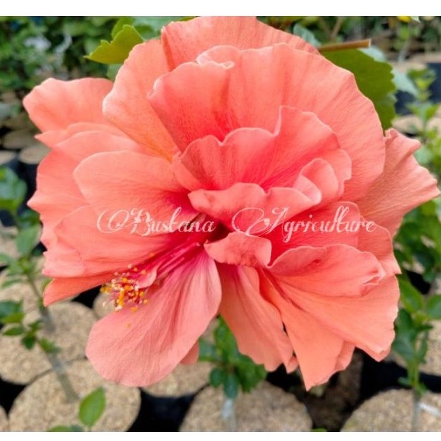 bibit tanaman hias kembang bunga sepatu tumpuk hybrid bangkok Double Orange mahkota lebar/jumbo