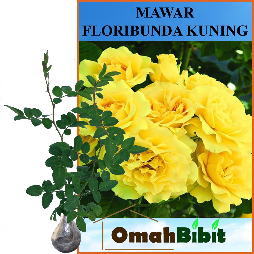 Tanaman Mawar Floribunda Kuning