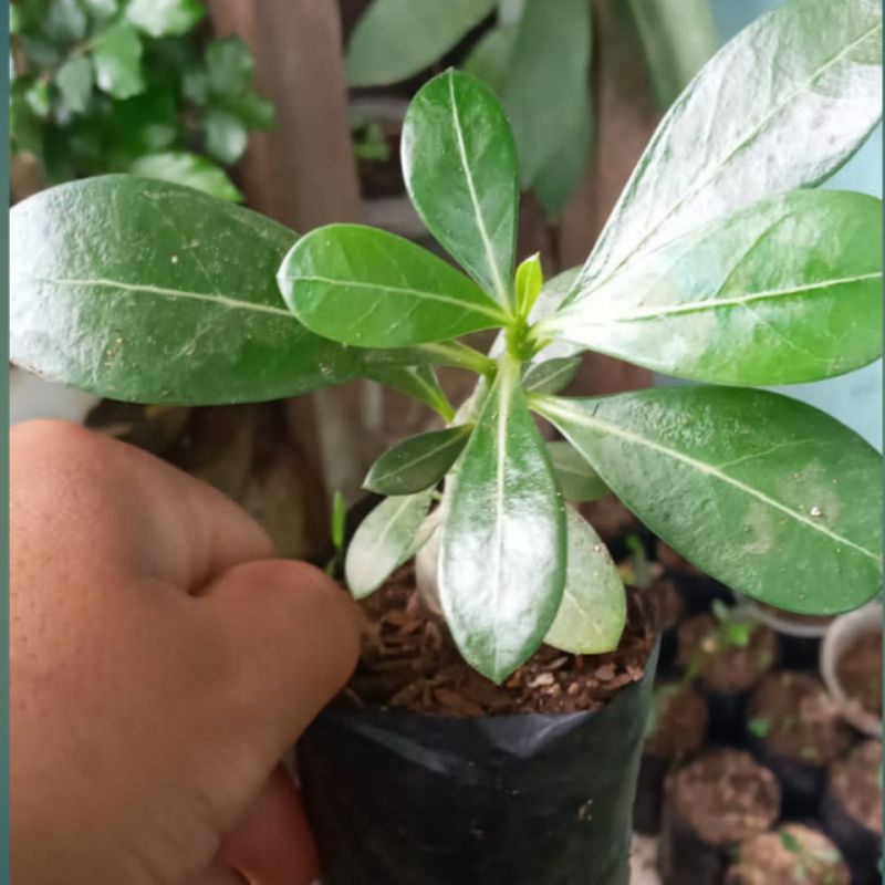 bibit adenium bunga putih