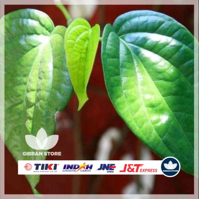

Daun sirih