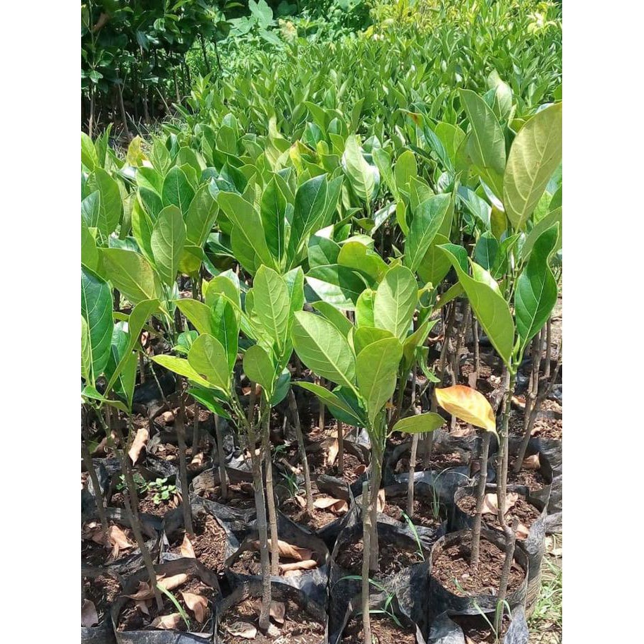 Pdc Bibit Tanaman Nangka Merah Laris Murah Shopee Indonesia