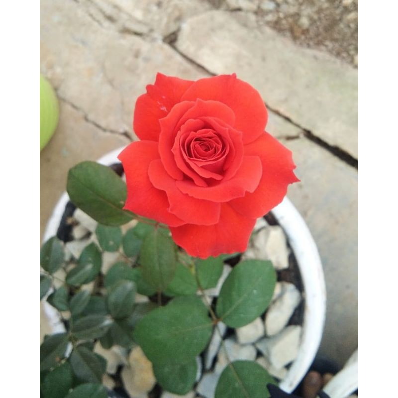 BUNGA ROSE MAWAR SUPER GRADE (WARNA MERAH) | TERMURAH