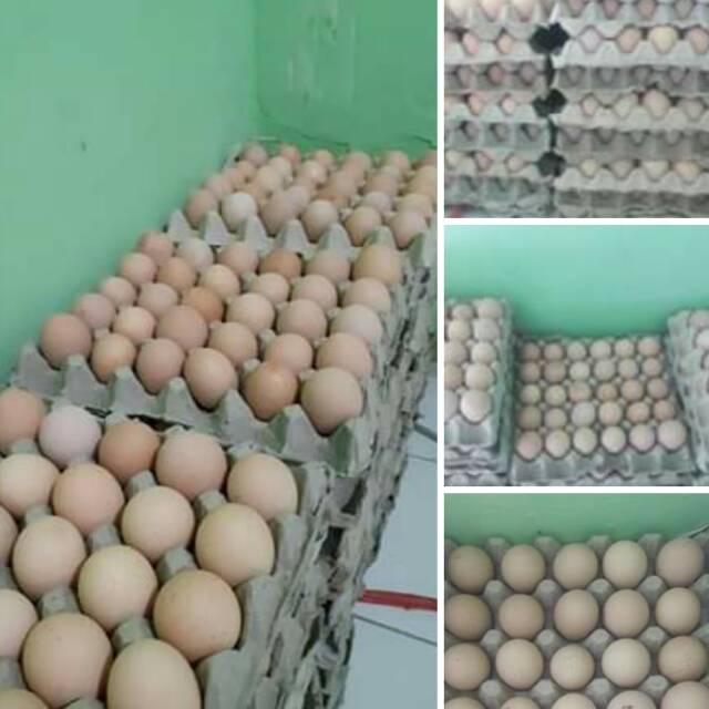 

Telur ayam jatim Rp.22.500/kg