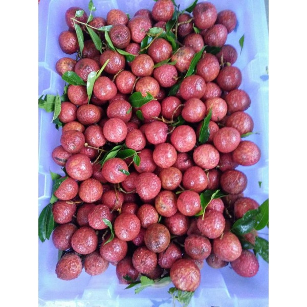 

LECY MERAH MADU