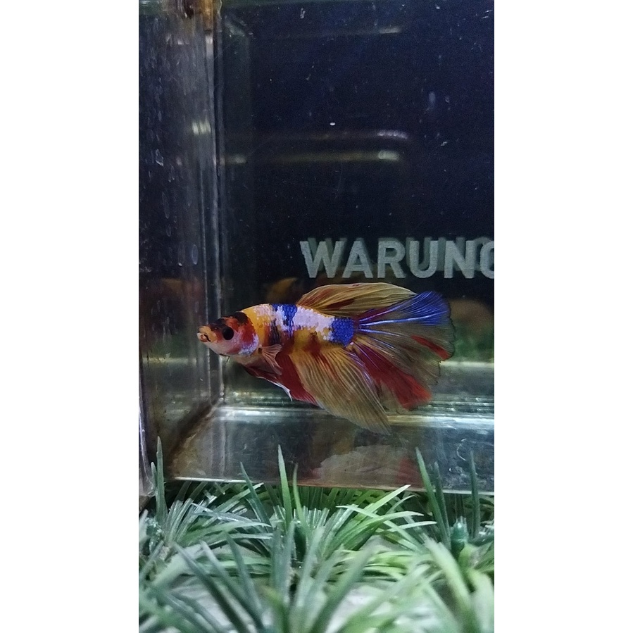 CUPANG HALFMOON/HM MULTICOLOR LINE YELLOW BASE 100%REALPICT (88HMM2)