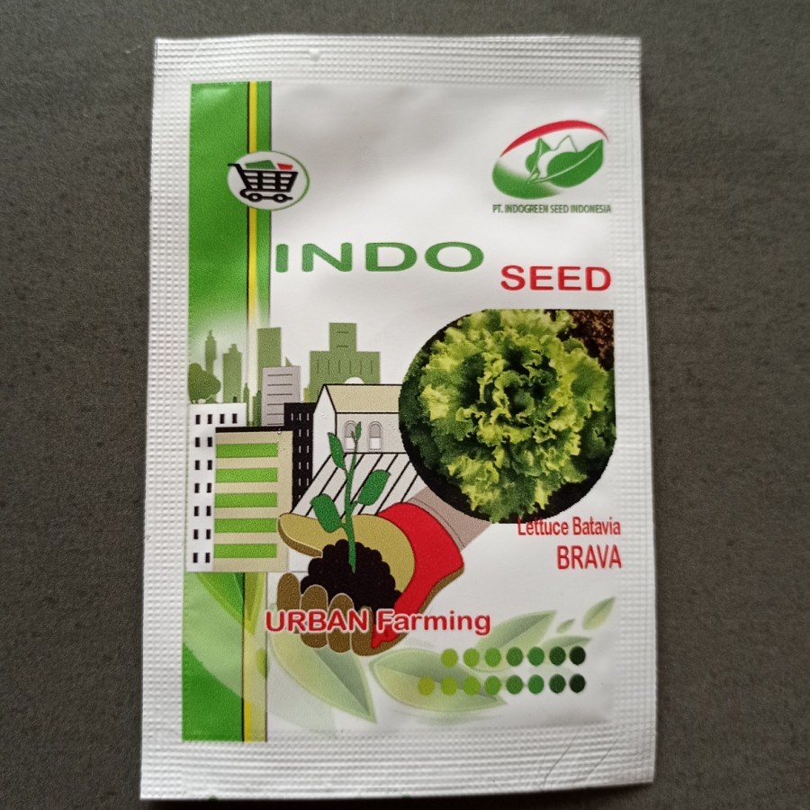 Bibit selada batavia brava 1gram indo seed