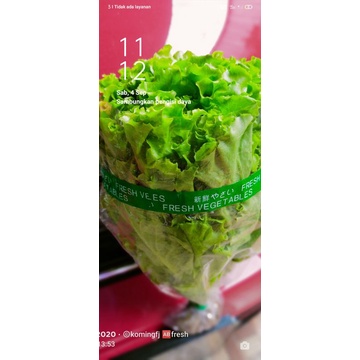 

lettuce/ selada hidroponik non pestisida