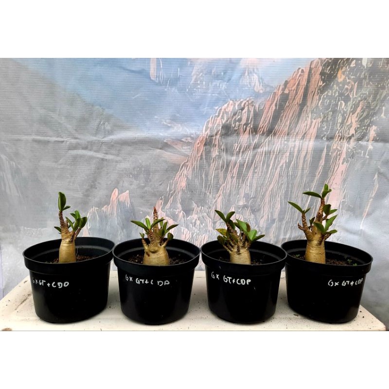 Adenium Godji x GT x CDP