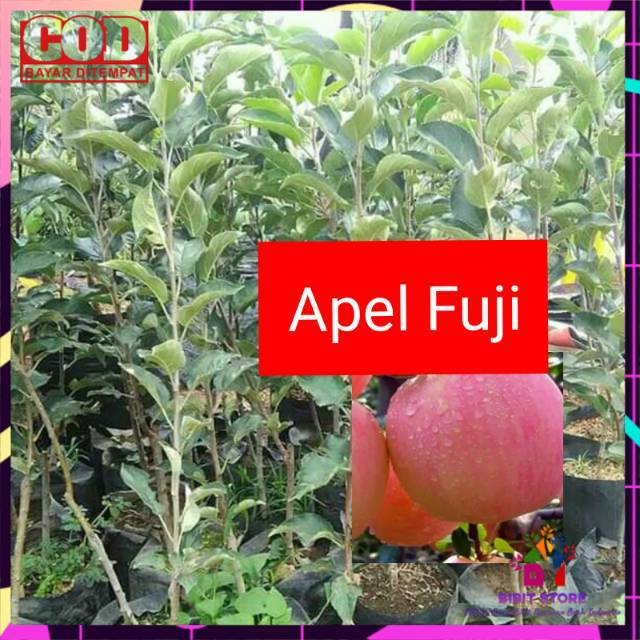 BIBIT APEL FUJI