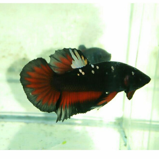 ikan cupang avatar gold rintik pasir sepasang realpict