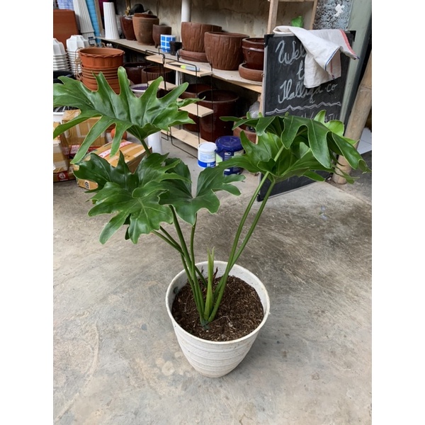 TANAMAN daun philodendron besar/philo jari/seloum