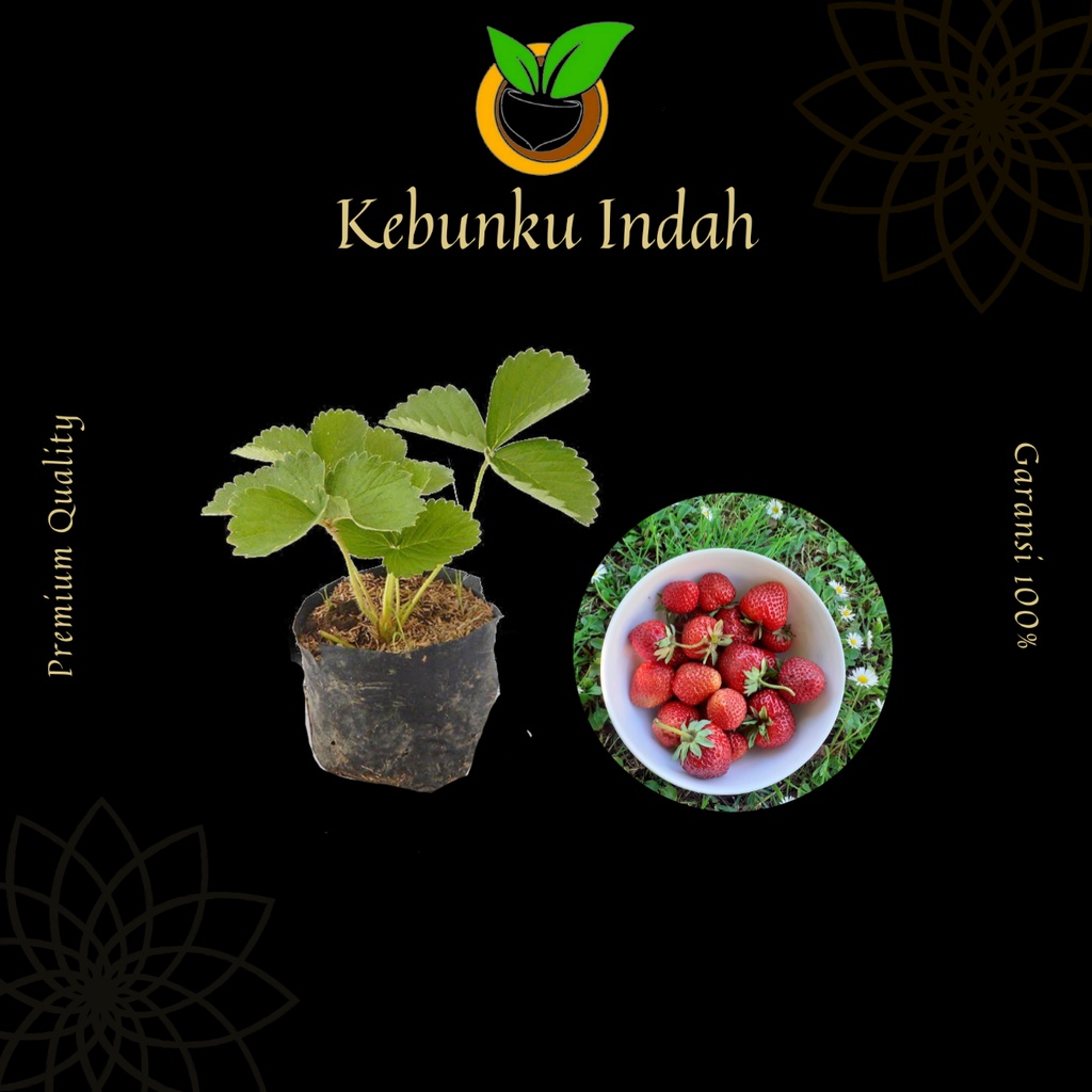 BIBIT STRAWBERRY CALIFORNIA JUMBO