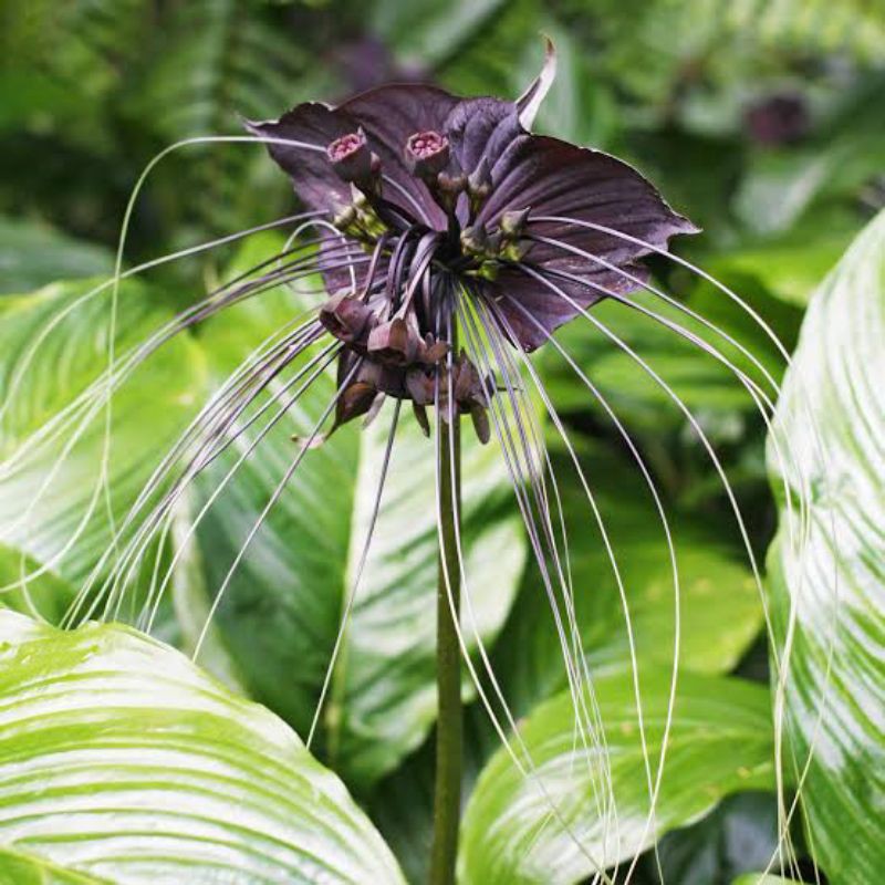 

Paket Tacca