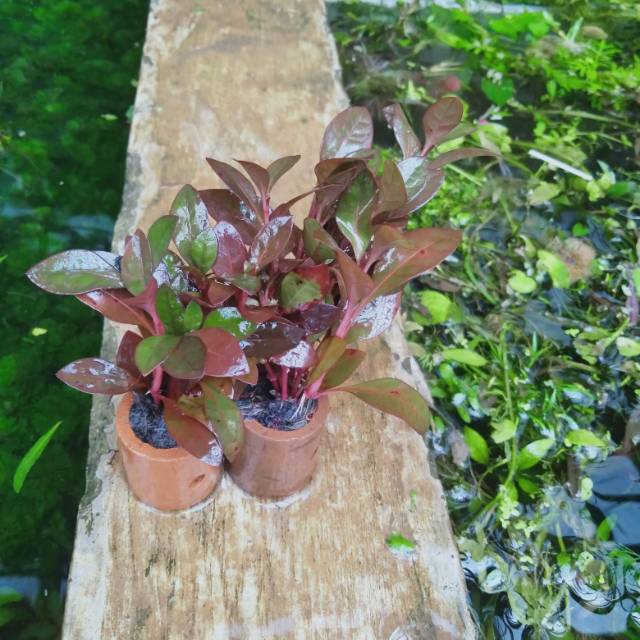 Ludwigia red malang paket 2 pot tanaman aquascape
