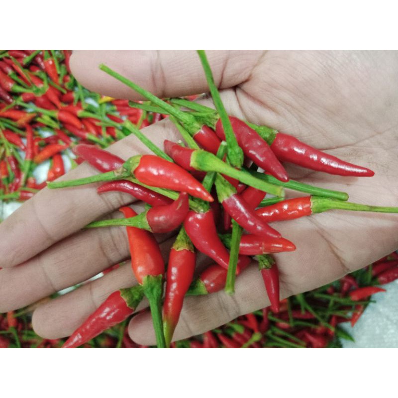 

CABE TEWE/RAWIT/CAPLAK/CENGEK MERAH 1KG