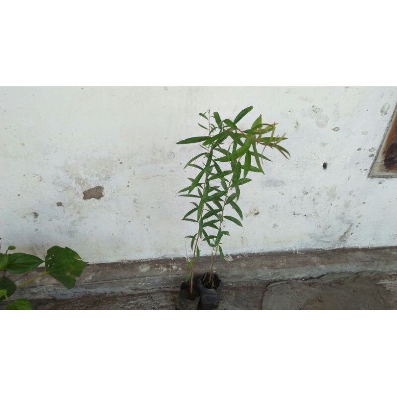 Bibit Kayu Putih