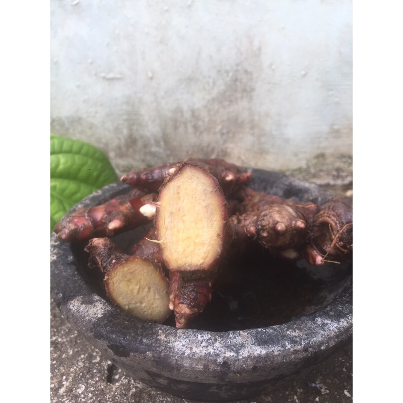 

jahe merah tua bisa buat bibit