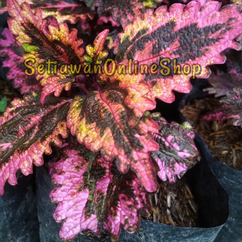 Bibit Tanaman Hias Bunga Miana