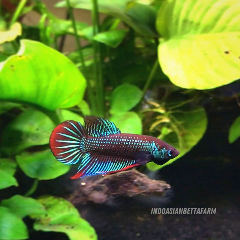 wild betta imbellis - ikan cupang alam