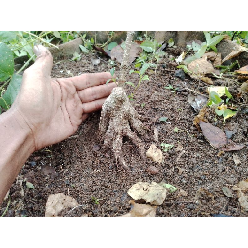 Bahan Bonsai Kimeng (Program Akar)