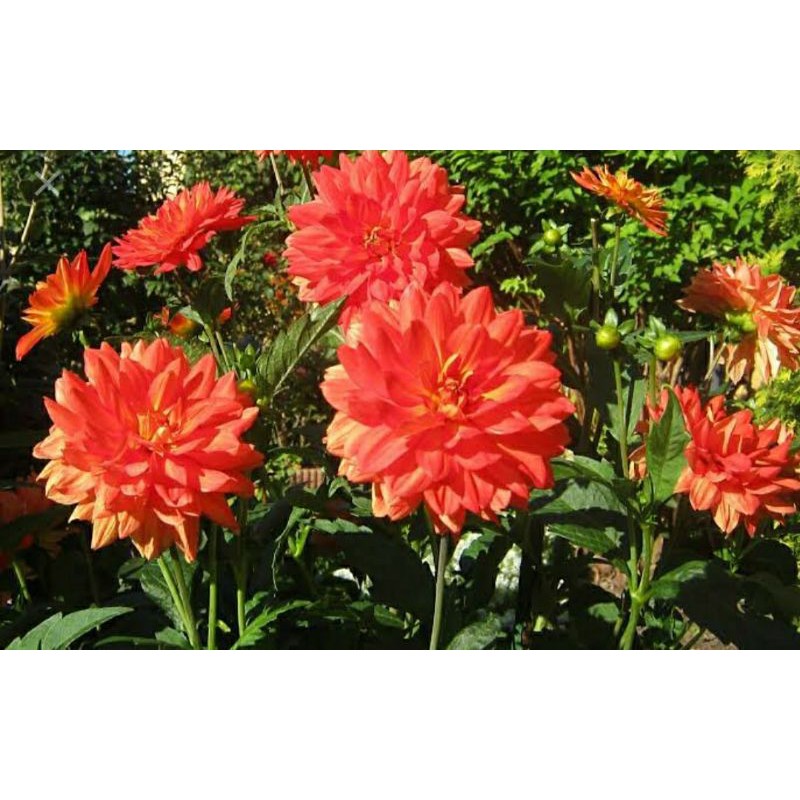 Paket 5 warna Bunga Dahlia, paket murah meriah berbunga cantik kualitas terbaik tanaman hias hidup