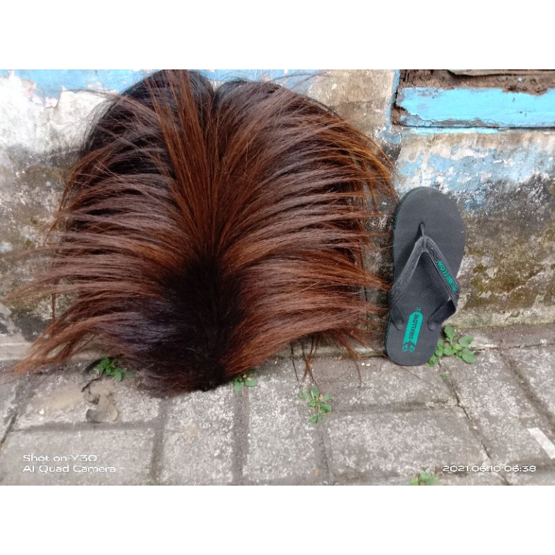 ekor kuda buntut jaran