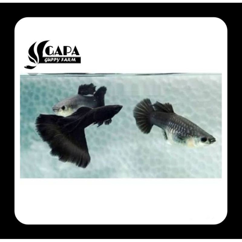 Indukan Guppy Black Moscow Sepasang Berkualitas