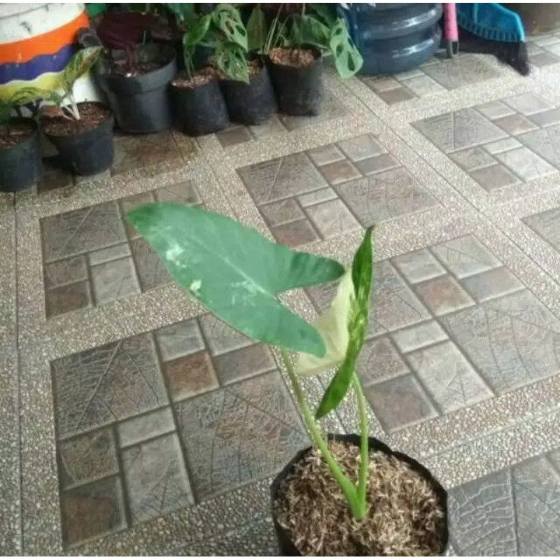 tanaman hias sente varigata - sente varigata