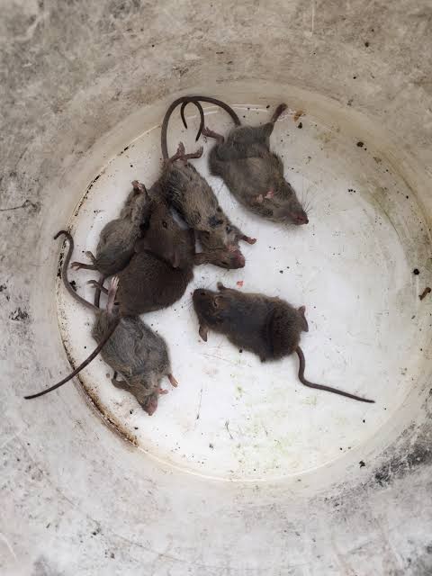 Ramtus Obat Racun Tikus Langsung Mati Kering Tidak Bau Sangat Ampuh Racun Pembasmi Tikus 12 Pack