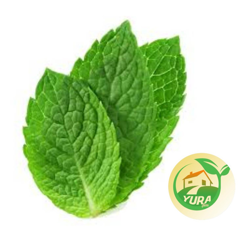 

DAUN MINT Organik 100% Sayur Segar Organic