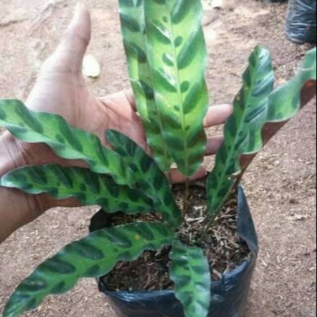 Jual Tanaman Hias Calathea Lancifolia Meranti Ekor Merak Indonesia