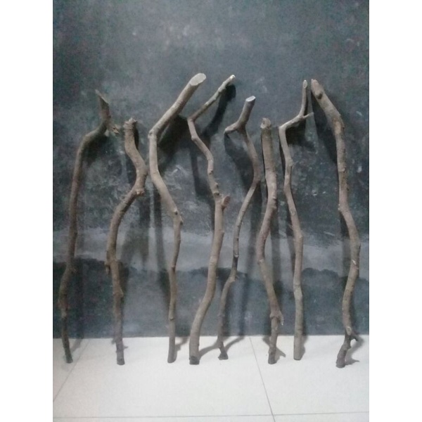 tongkat kayu nagasari natural alami
