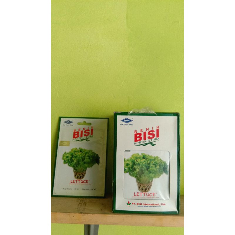 benih selada cap kapal terbang ( bibit selada air, selada hijau)
