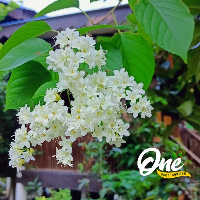 Bibit Bunga Porana Volubilis Tanaman Hias/Makanan Lebah Klanceng Trigona Lulut - Belum Berbunga