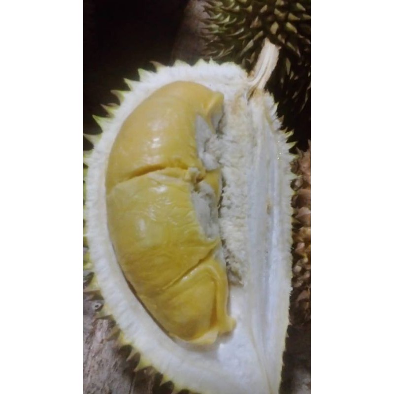 

durian
