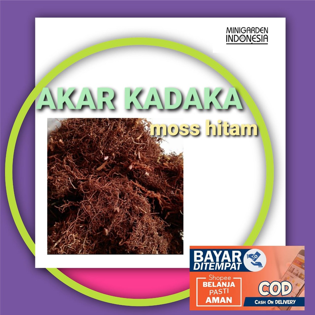 AKAR KADAKA MOSS HITAM media tanam porous tanaman hias anggrek orchid mos hitam spagnum