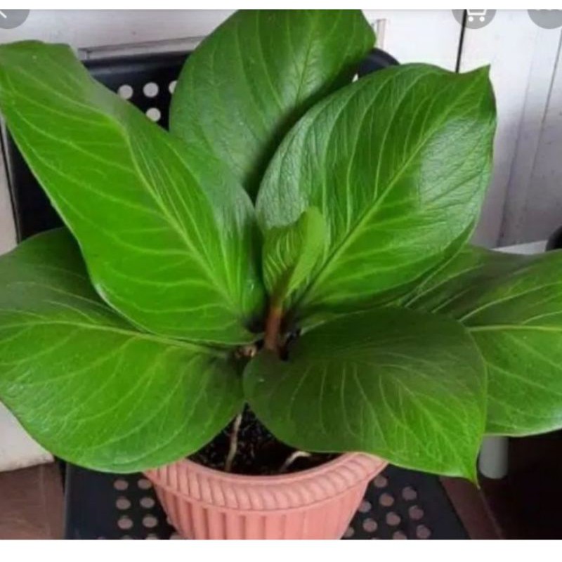 tanaman hias. anthurium jemani kobra besar