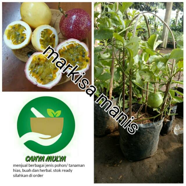 Jual Bibit Pohon Buah Markisa Manis Berbuah Siap Berbuah Tanaman Rambat Markisa Manis 2501