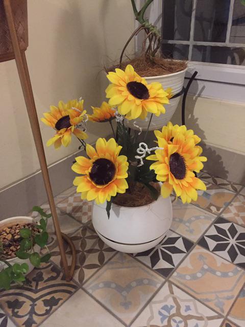 Bunga Matahari Kelopak Besar X7